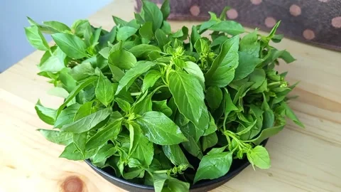 Fresh Basil Leaves in Rustic Bowl on Wooden Table Stock Footage 287798023