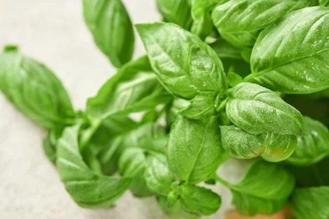 Fresh basil on a light background. Green basil. Food background. Lots of basi Stock Photos