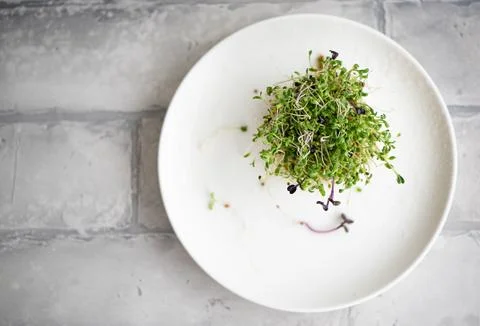 Fresh basil microgreen with roots Foto stock