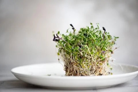 Fresh basil microgreen with roots Stock Photos