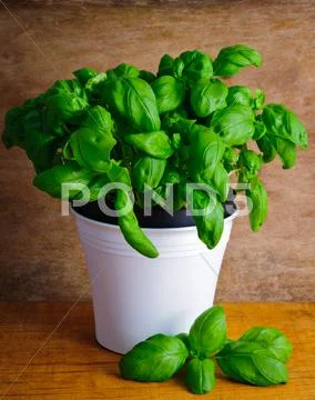 Fresh basil Stock Photos