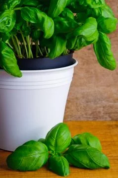 Fresh basil Stock Photos