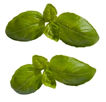 Fresh basil Stock Photos