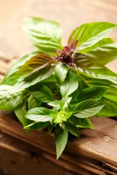 Fresh basil Stock Photos