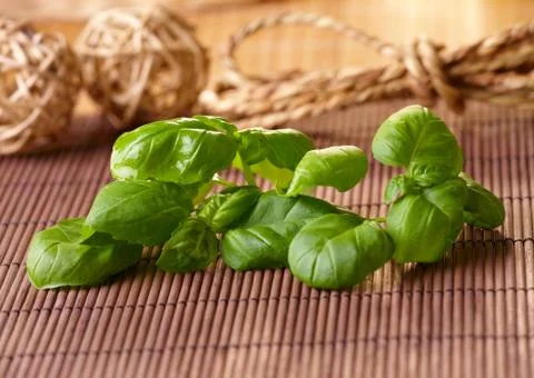 Fresh basil Stock Photos