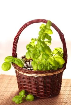Fresh basil Stock Photos
