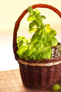 Fresh basil Stock Photos