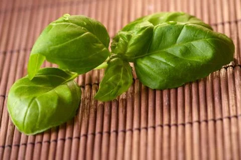 Fresh basil Stock Photos