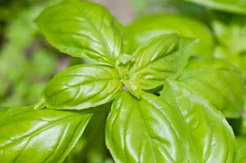 Fresh basil Stock Photos