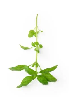 Fresh basil Stock Photos