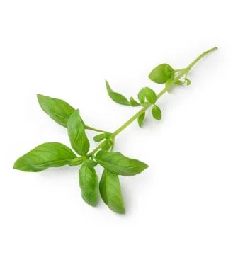 Fresh basil Stock Photos
