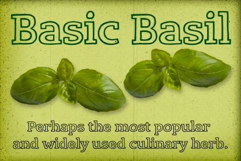 Fresh basil Stock Photos