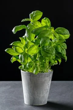 Fresh basil Stock Photos