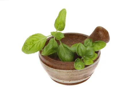 Fresh basil Stock Photos