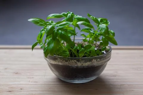 Fresh Basil Stock Photos