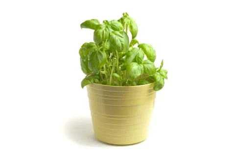 Fresh basil Stock Photos