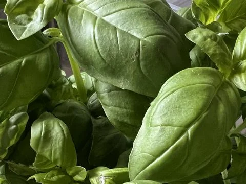 Fresh Basil Stock Photos