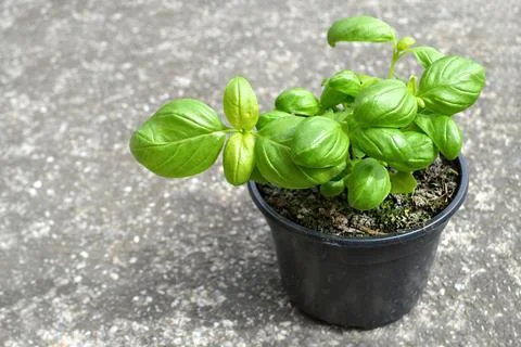 Fresh basil Stock Photos
