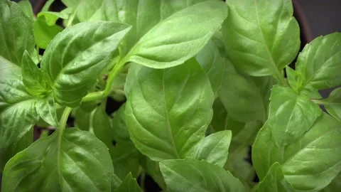 Fresh basil plant Stock Footage 131395659