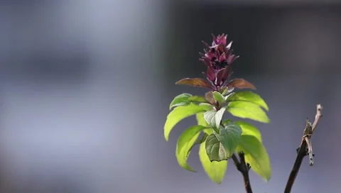 Fresh Basil plant Stock Footage 257769792