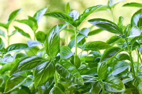 Fresh basil plant Stock Photos
