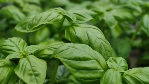 Fresh basil plants in a greenery Stock Footage 98762022
