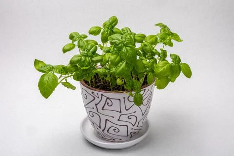 Fresh basil plants in a pot Stock Photos