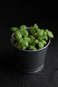 Fresh basil in pot on dark background, natural green culinary herb growing in Stock Photos