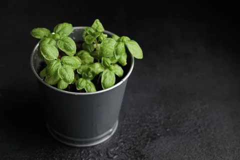 Fresh basil in pot on dark background, natural green culinary herb growing in Stock Photos