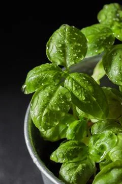Fresh basil in pot on dark background, natural green culinary herb growing .. Stock Photos