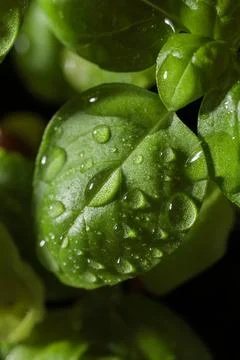 Fresh basil in pot on dark background, natural green culinary herb growing in Stock Photos
