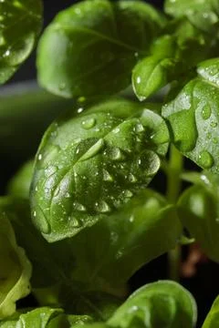 Fresh basil in pot on dark background, natural green culinary herb growing in Stock Photos