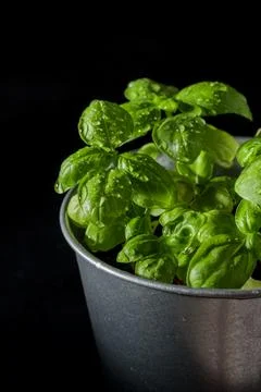 Fresh basil in pot on dark background, natural green culinary herb growing in Foto stock