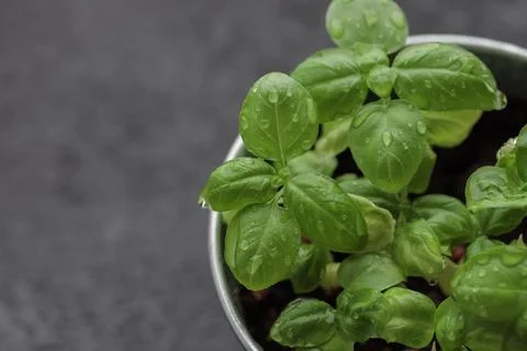 Fresh basil in pot on dark background, natural green culinary herb growing in Stock Photos