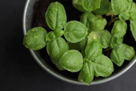 Fresh basil in pot on dark background, natural green culinary herb growing in Stock Photos