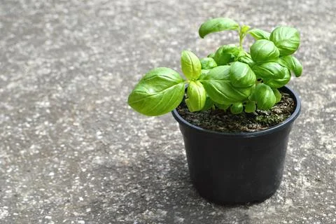 Fresh basil in pot Stock-Fotos