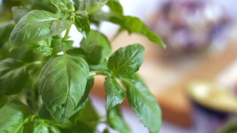 Fresh basil in a pot. Very aromatic spice Stock Footage 111416341