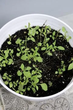 Fresh basil regrowth in a pot after harvest Stock Photos