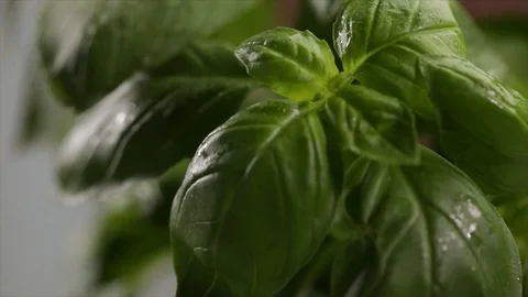 Fresh Basil Rotating Closeup Stock Footage 99137870