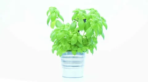 Fresh basil rotating on white background Stock Footage 8974575