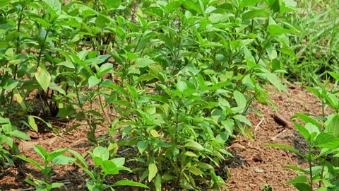 Fresh basil in soil. Green basil. Stock Footage 306992523