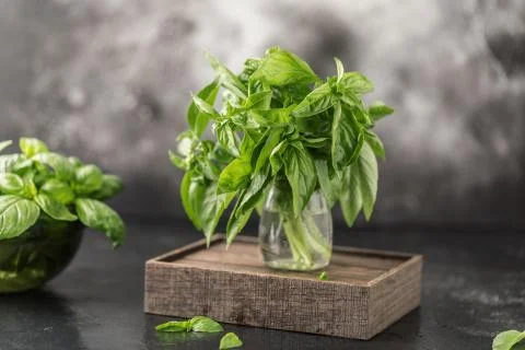 Fresh basil on a stone and dark background. Green basil. Food background. Basil Stock Photos