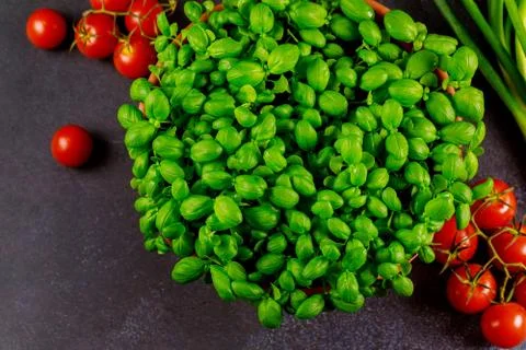 Fresh basil with tomatoes on dark background. Stock Photos