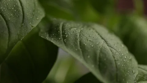 Fresh Basil with Water Drops Rotating Extreme Closeup Stock Footage 99137773