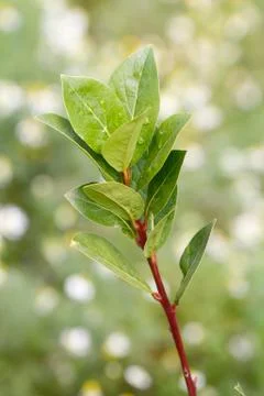 Fresh bay leaf Stock Photos