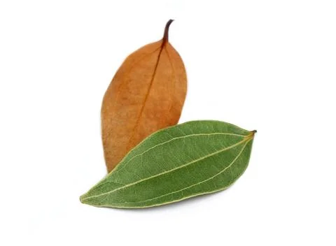 Fresh Bay Leafs Stock Photos