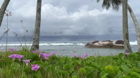A fresh bayhops flowers Stock Footage 245778156