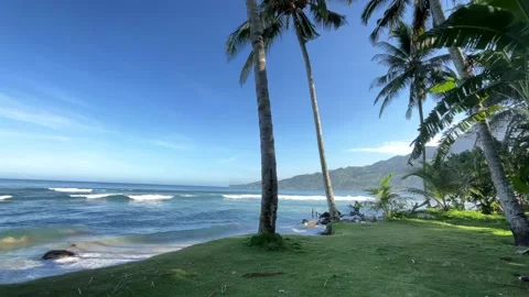 A fresh beach covered with the grass Stock Footage 246337108