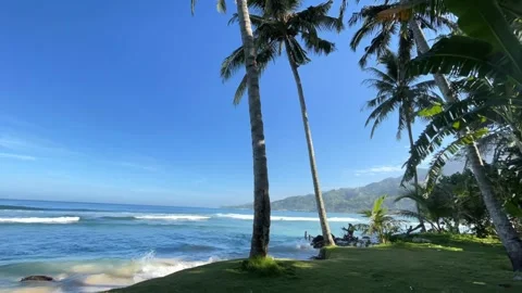 A fresh beach covered with the grass Stock Footage 246337597