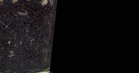 Fresh bean growing macro time lapse. Closeup of germination and growth of tiny Stock Footage 165578091